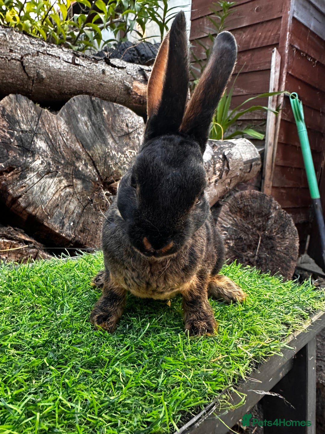 Rex rabbits for sale: Various Mini Rex  - Image 8