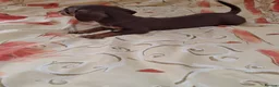 Dachshund dogs for sale: Dachshund puppies ready for new home  - Advert 16