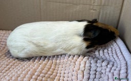 Guinea Pig rodents for sale: Young Guinea pigs  - Image 13