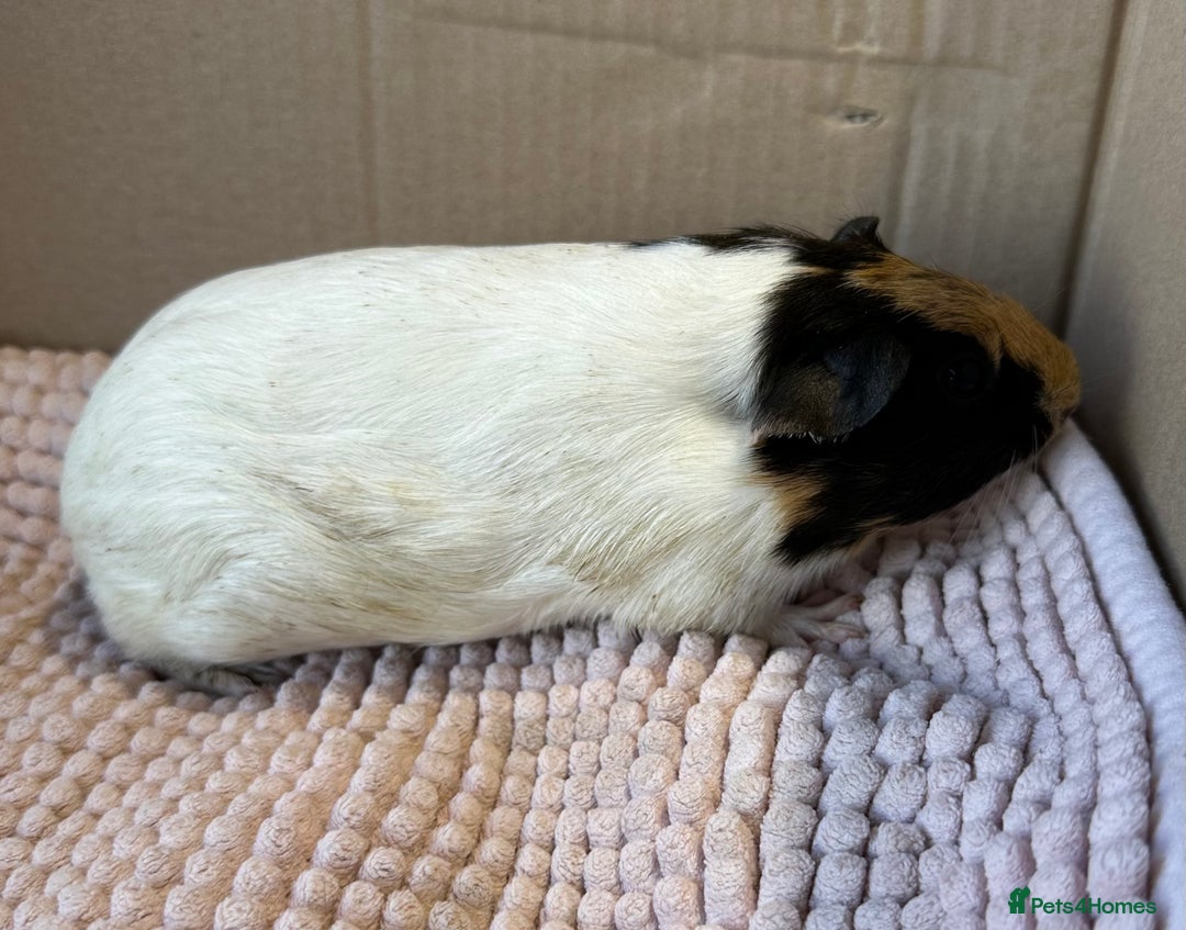Guinea Pig rodents for sale: Young Guinea pigs  - Image 13