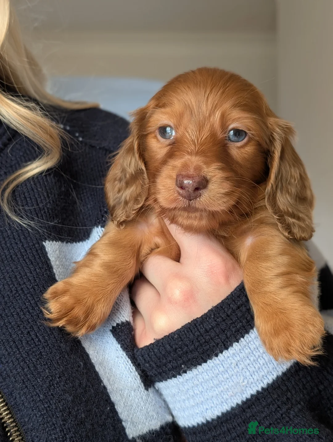 Miniature Dachshund dogs for sale: KC registered longhaired miniature dachshunds  in Birmingham - Advert 2