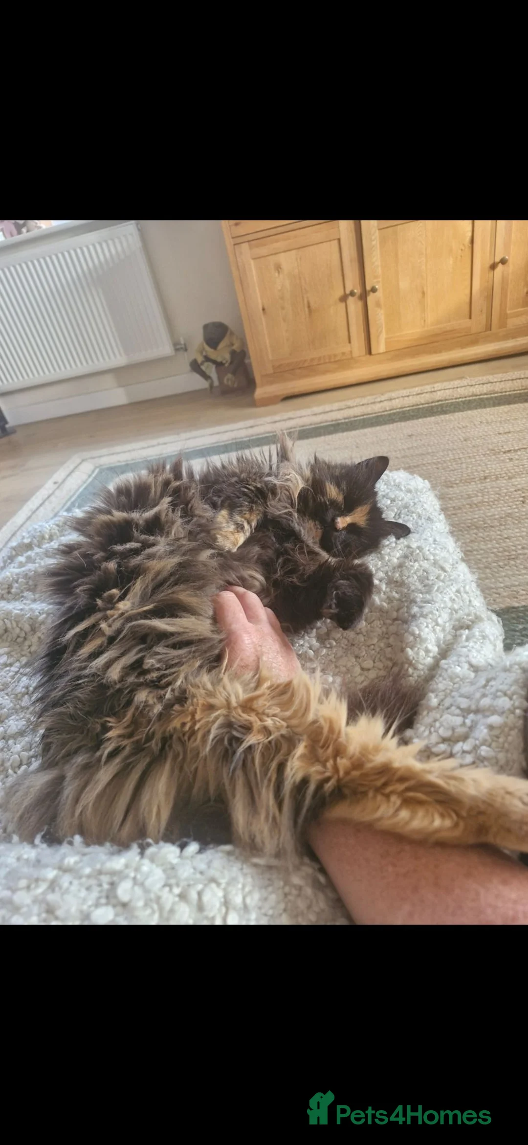 Mixed Breed cats for sale: Gentle mannered female  in North Walsham - Advert 2