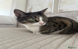 Domestic Shorthair cats for sale: Hello my name is Olive  - Image 8