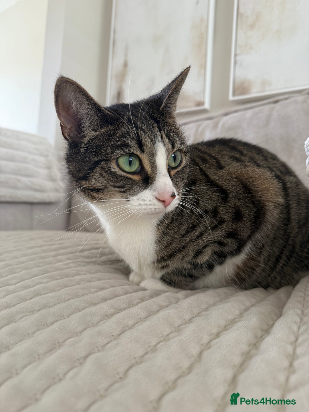 Domestic Shorthair cats for sale: Hello my name is Olive  - Image 8