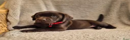 Labrador Retriever dogs for sale: Quality Chunky KC reg pups - Health Tested Parents - Advert 8