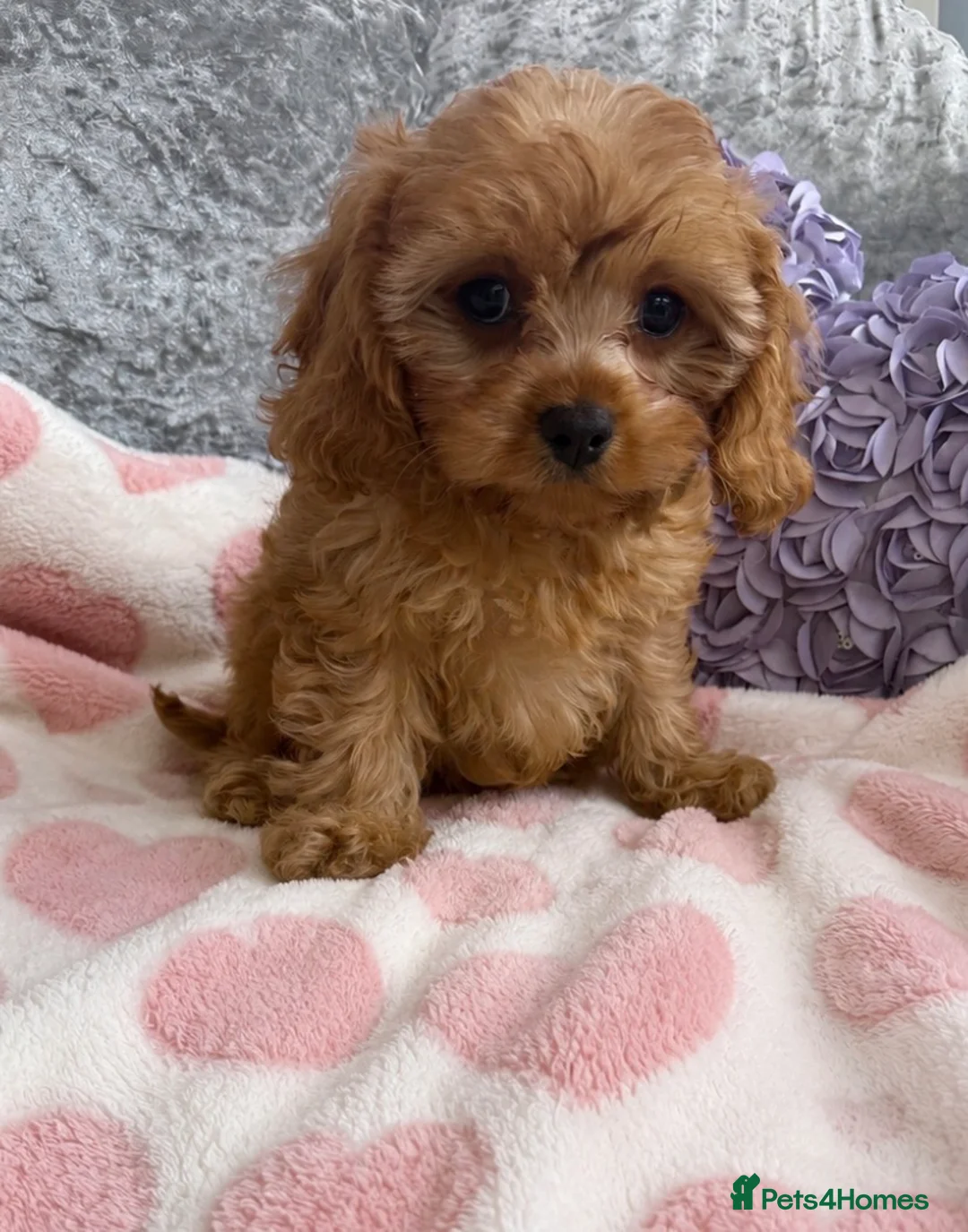 Cavapoo dogs for sale: One Female Extensively Stunning cavapoo puppies  - Advert 2