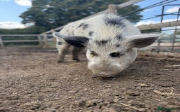 Pig livestock for sale: Micro Pig Proven Boar - Image 3