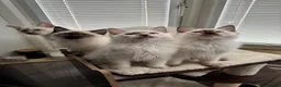 Ragdoll cats for sale: GCCF REG RAGDOLL KITTENS LILAC CHOC SEAL  - Advert 7
