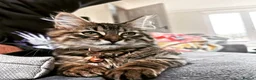 Mixed Breed cats for sale: Loving Maine Coon Mix Needs a New Home - Advert 5
