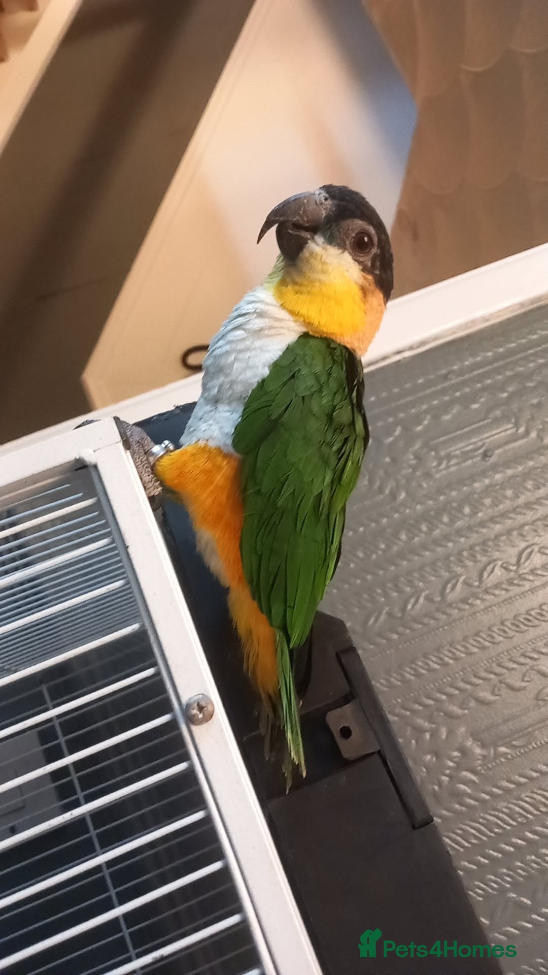 Parrots birds Black headed caique  - Advert 2