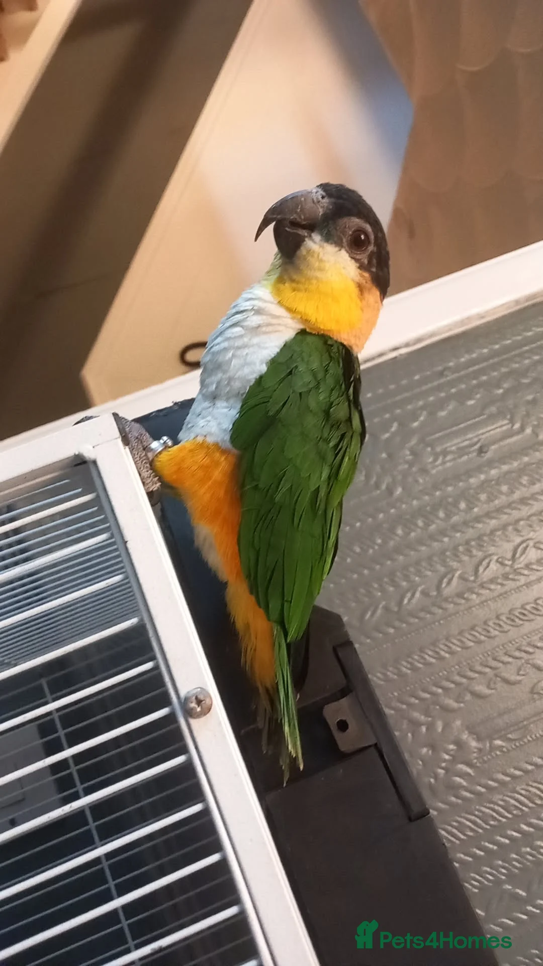 Parrots birds for sale: Black headed caique  - Advert 1