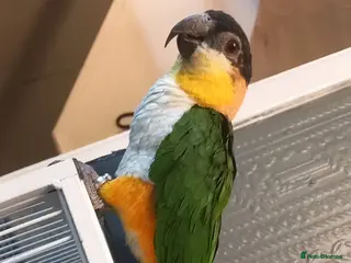 Parrots birds Black headed caique - Advert 2