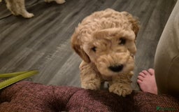 Miniature Poodle dogs for sale: LUXURY Litter of KC Registered Miniature Poodles - Image 25