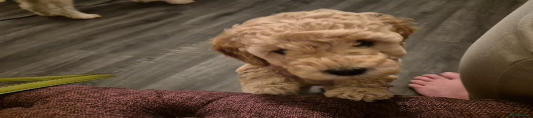 Miniature Poodle 1 PRADA (purple)