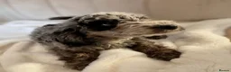 Cavapoo dogs for sale: Premium Quality Teddy Toy Cavapoos F1B - Advert 13