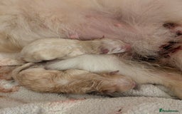 Pomeranian dogs for sale: Beautiful pure Pomeranians tiny babys - Advert 1