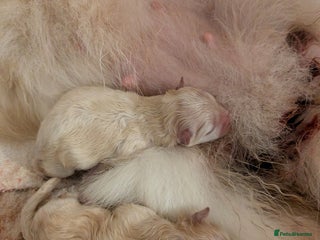 Pomeranian dogs Beautiful pure Pomeranians tiny babys - Advert 4