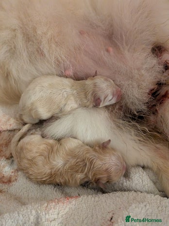 Pomeranian dogs Beautiful pure Pomeranians tiny babys - Advert 1