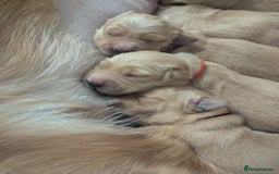 Golden Retriever dogs for sale: Golden retriver puppies (2 girls reserved) - Advert 9