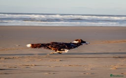 Border Collie dogs for stud: Chase - red & white BC for stud - Image 10