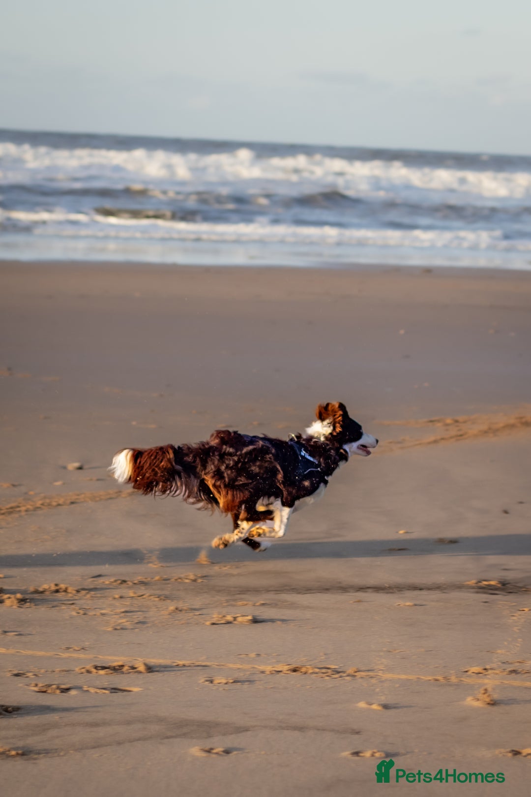 Border Collie dogs for stud: Chase - red & white BC for stud - Image 10