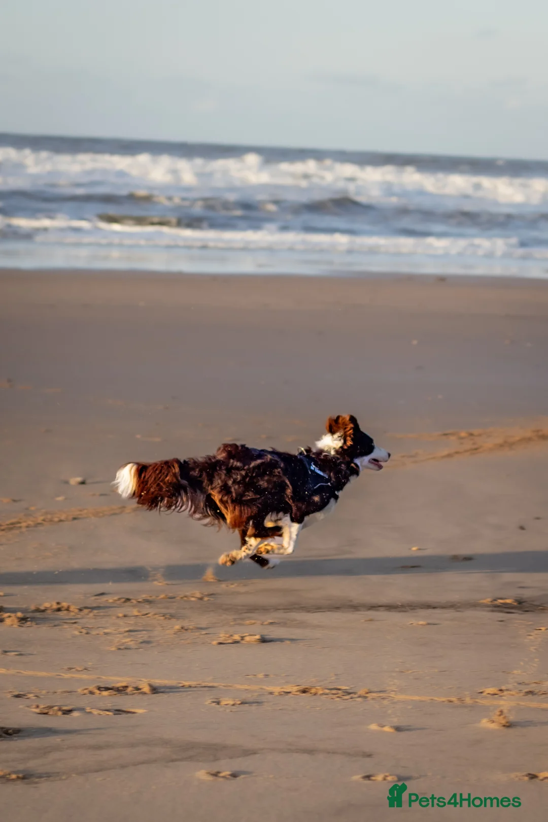 Border Collie dogs for stud: Chase border collie for stud PROVEN/HEALTH TESTED - Advert 10