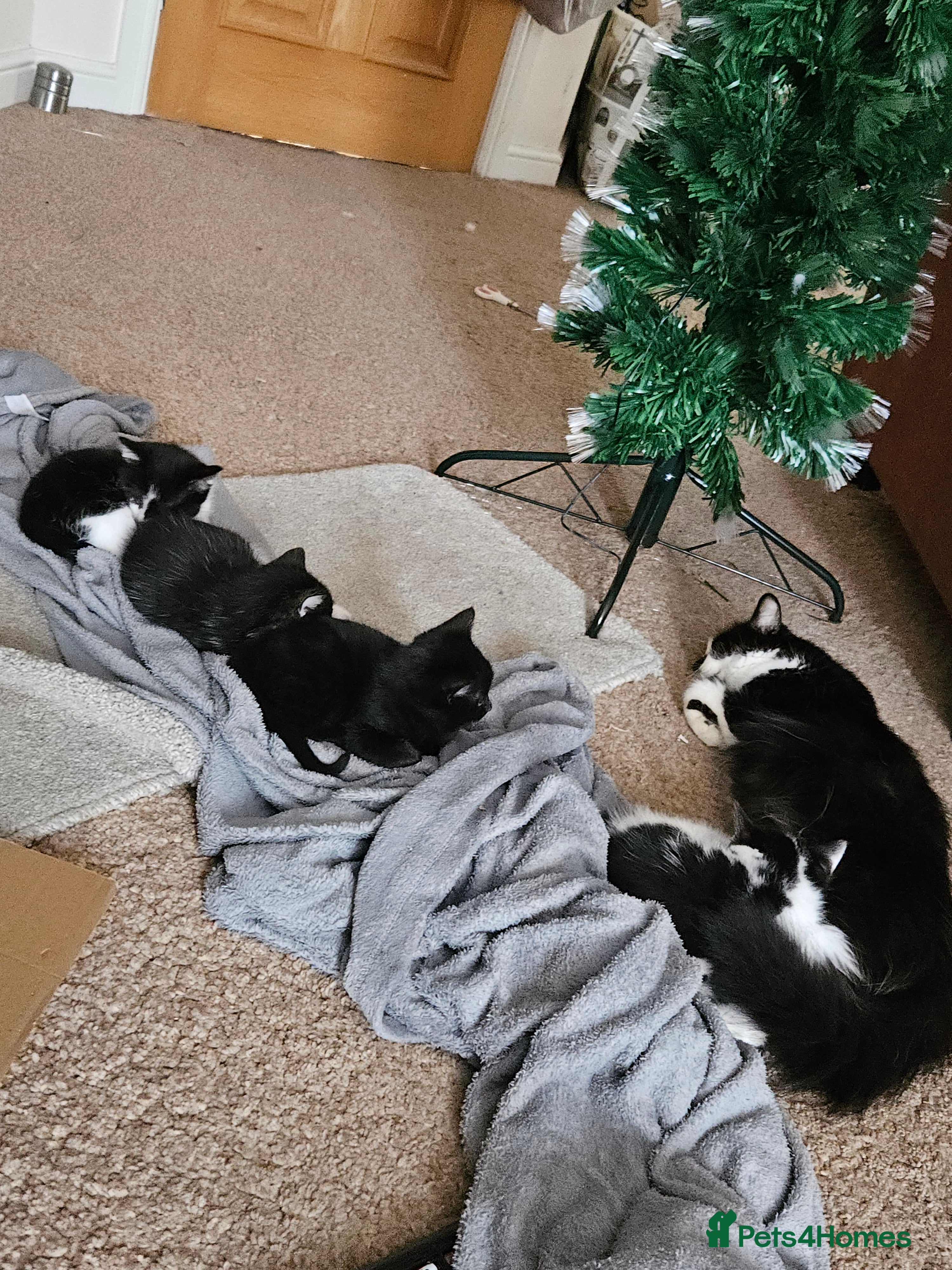 Mixed Breed cats 4 x kittens for sale - Advert 1