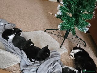 Mixed Breed cats 4 x kittens for sale - Advert 6