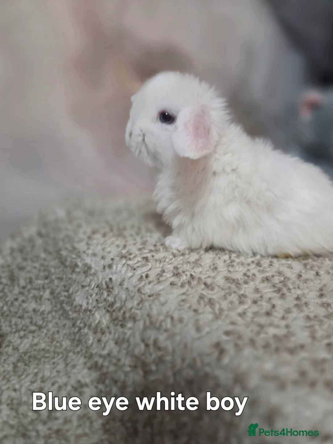 Mini Lop rabbits for sale: PURE MINI LOP BUNNIES ( All COLOURS) - Advert 6