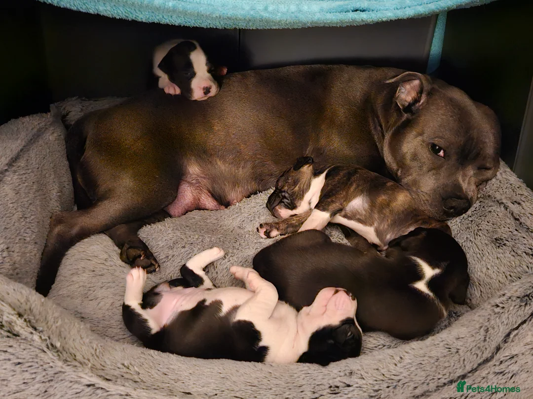Staffordshire Bull Terrier dogs for sale: 4 staffies for sale - Advert 4