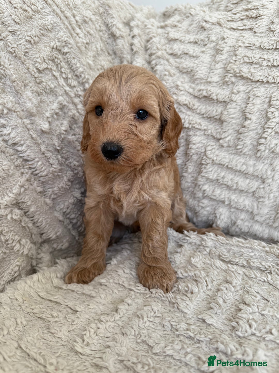Cockapoo dogs for sale: Stunning F1B Merle Cockapoo Puppies!!!! - Image 17