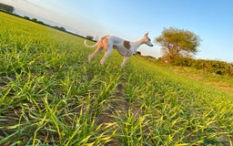 Whippet dogs for stud: PROVEN PEDIGREE WHIPPET FOR STUD in Doncaster - Image 2