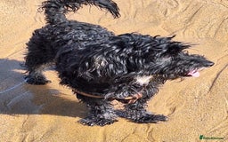 Miniature Dachshund dogs for adoption: Digby Dachshund Maltese Cross, aged 2 - Image 5