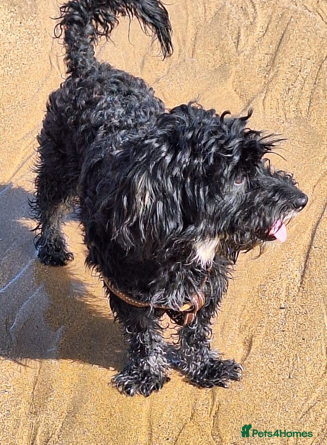 Miniature Dachshund dogs for adoption: Digby Dachshund Maltese Cross, aged 2 - Image 5