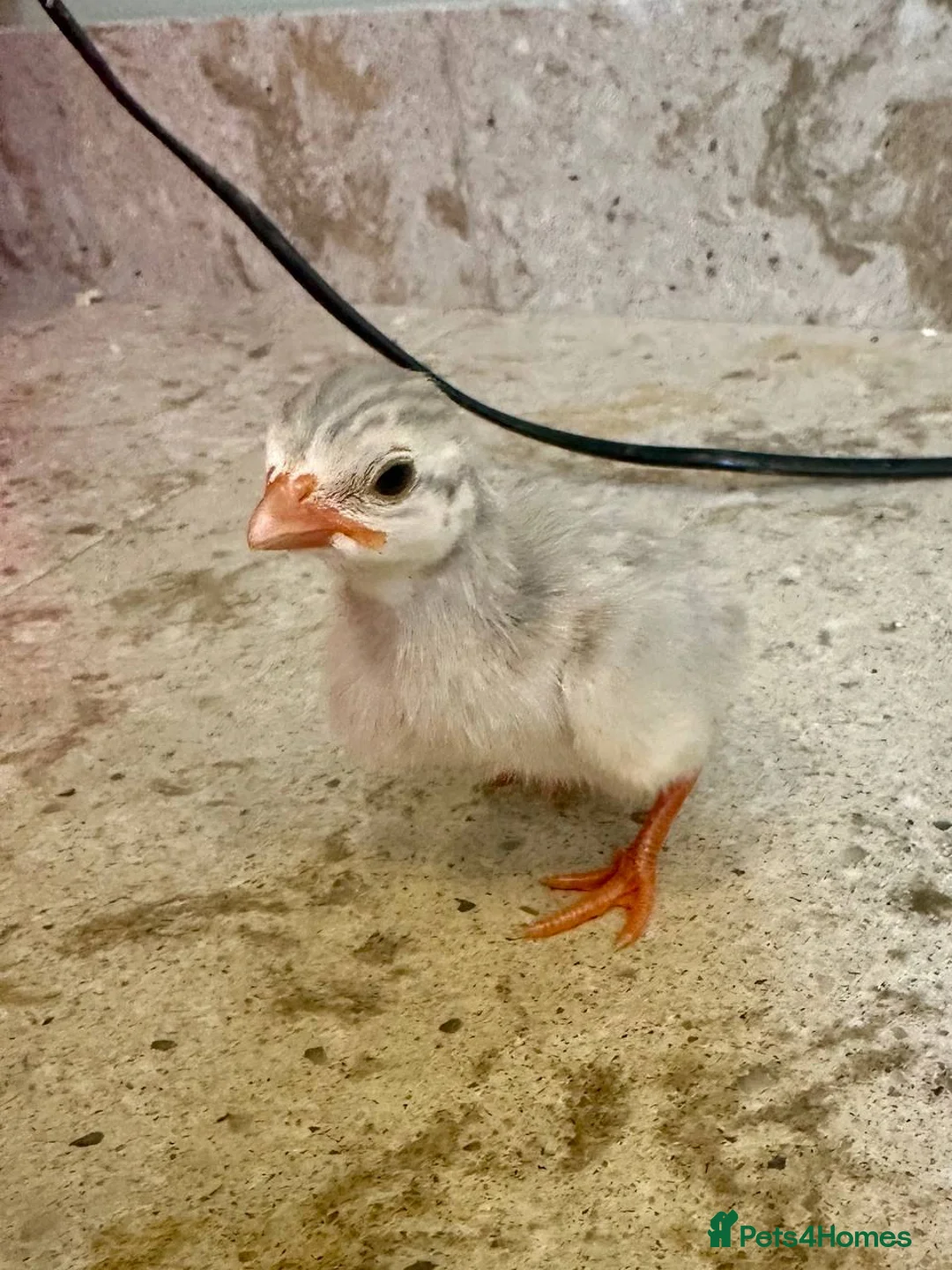 Guinea Fowl poultry for sale: Guinea keets - Advert 2
