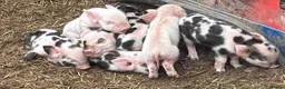 Pig livestock for sale: Full breed kunekune piglets  - Advert 1