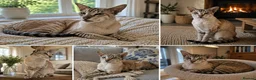 Siamese cats for sale: 7 year old Siamese seeks final home - Advert 3