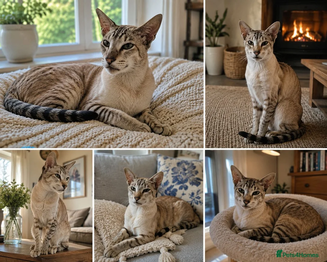Siamese cats for sale: 7 year old Siamese seeks final home - Advert 3
