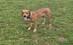 Mixed Breed dogs for adoption: RUBY - 8 months old, Female, Vizla Mix - Image 3