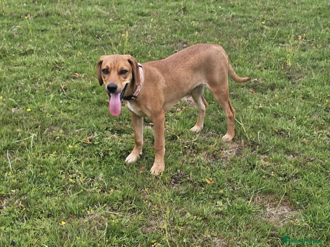 Mixed Breed dogs for adoption: RUBY - 8 months old, Female, Vizla Mix - Image 3