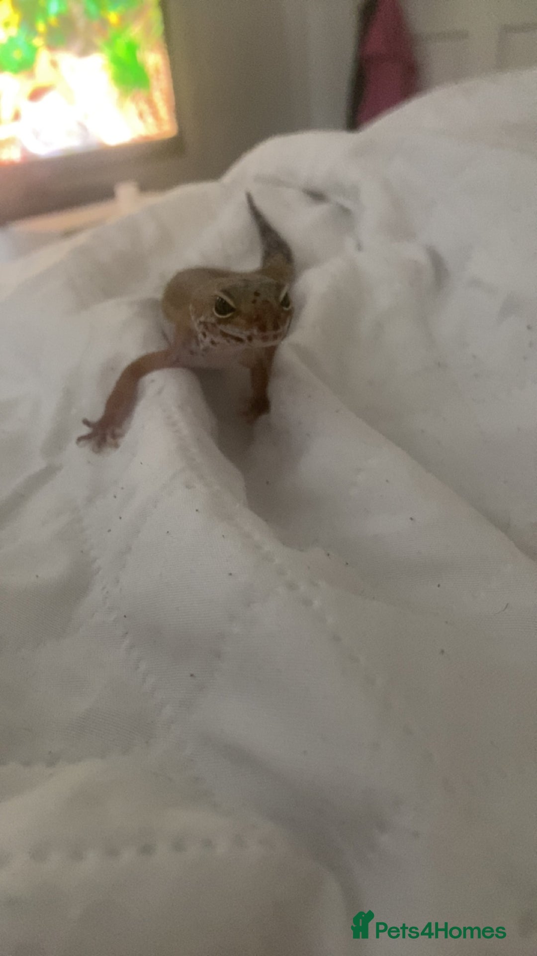 Leopard Gecko reptiles for sale: Leopard gecko - Image 3