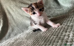 Domestic Shorthair cats for sale: 3 beautiful calico domestic shorthairs  - Image 2