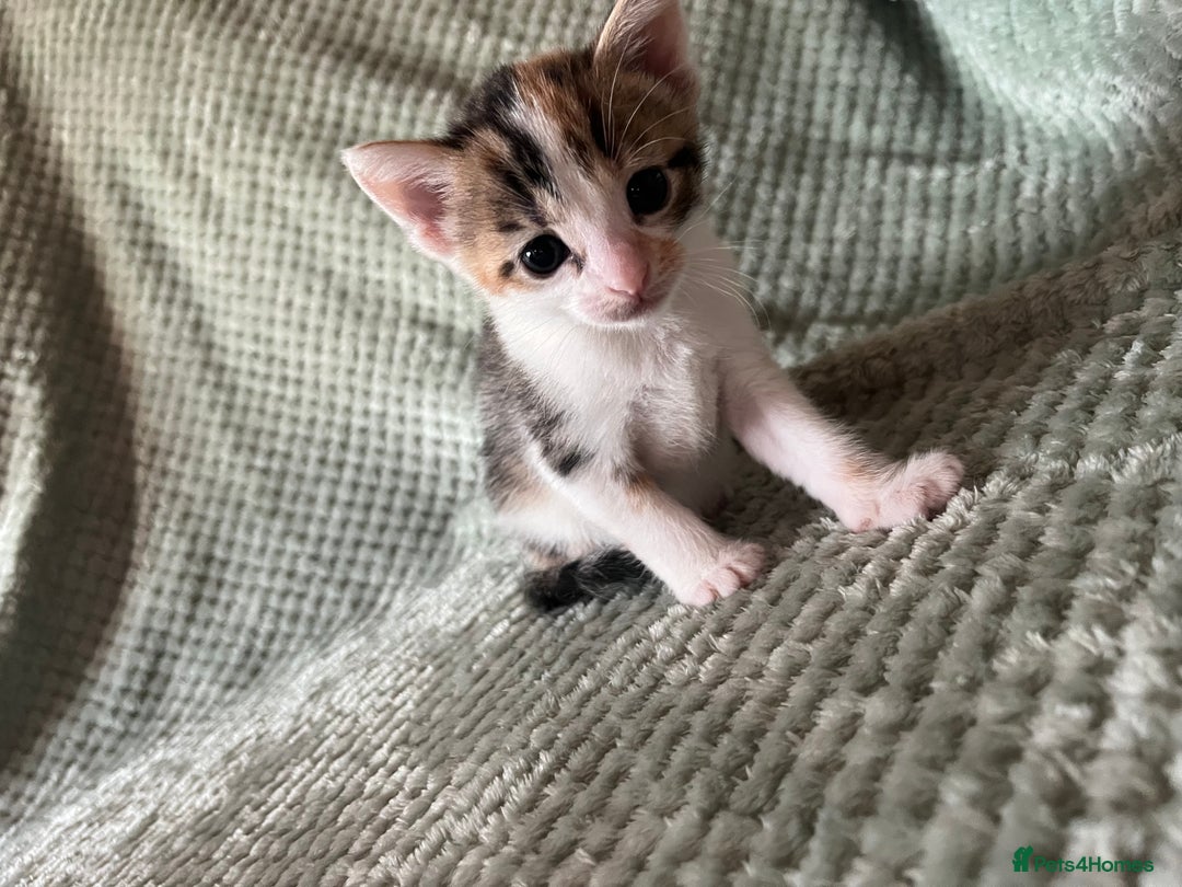 Domestic Shorthair cats for sale: 3 beautiful calico domestic shorthairs  - Image 2