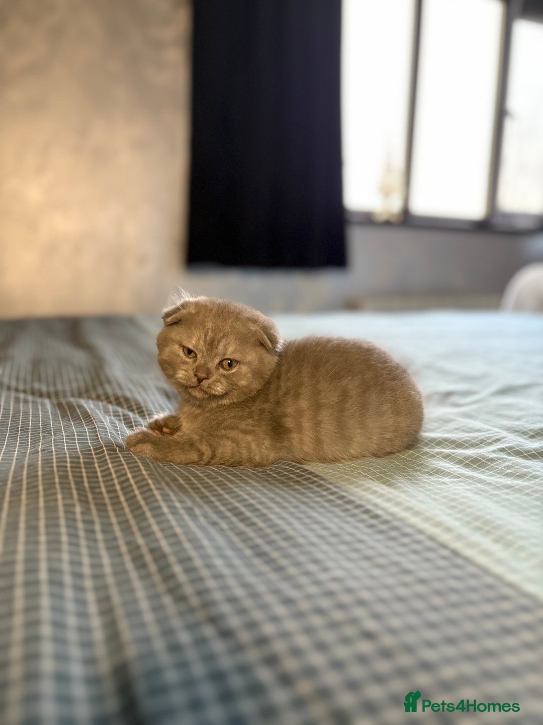 Scottish Fold cats for sale: Last Scottish Fold left - Advert 5