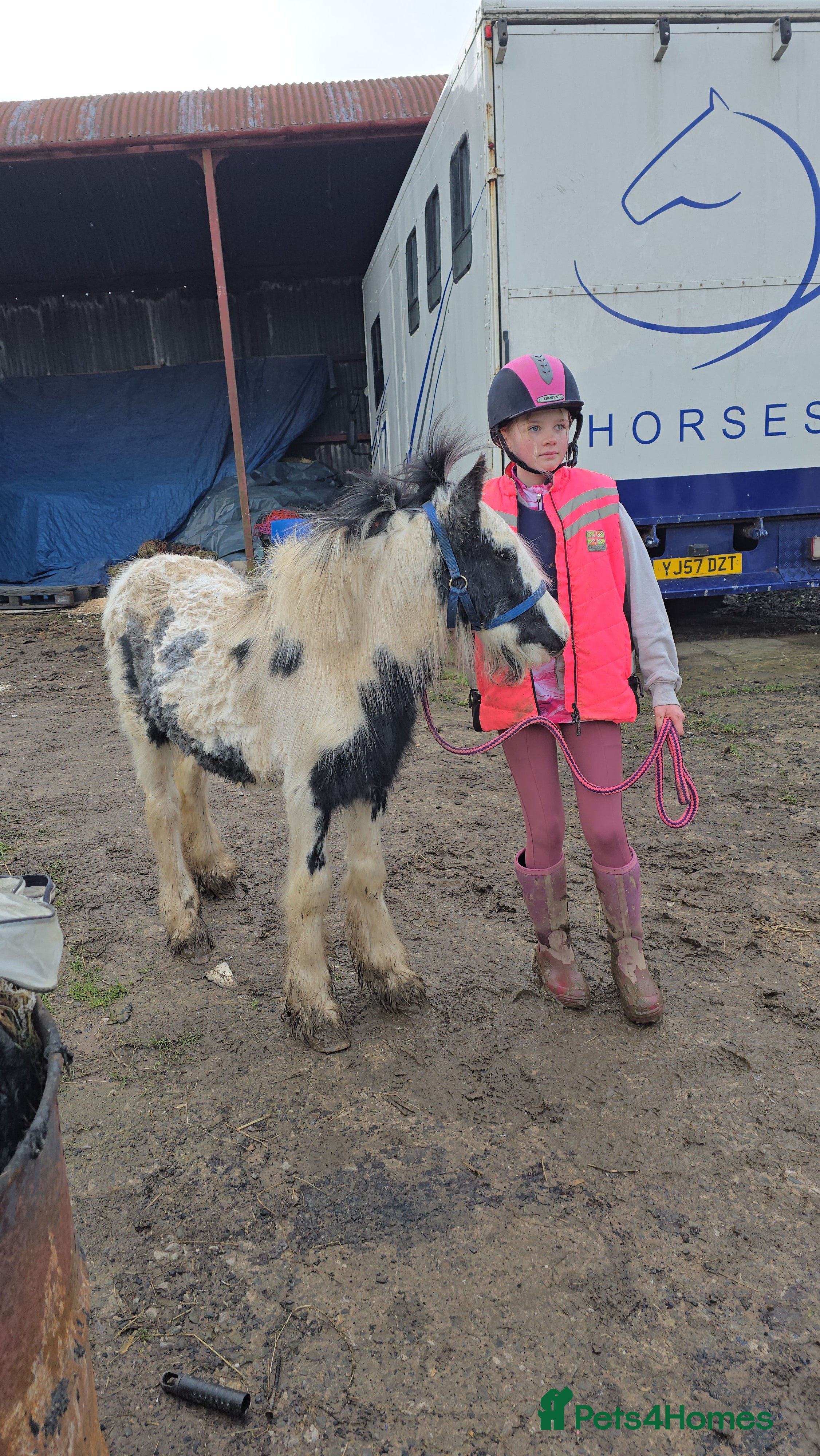 Irish Cob horses Beautiful 6mth Filly - Advert 5