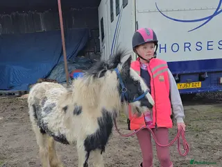 Irish Cob horses Beautiful 6mth Filly - Advert 5