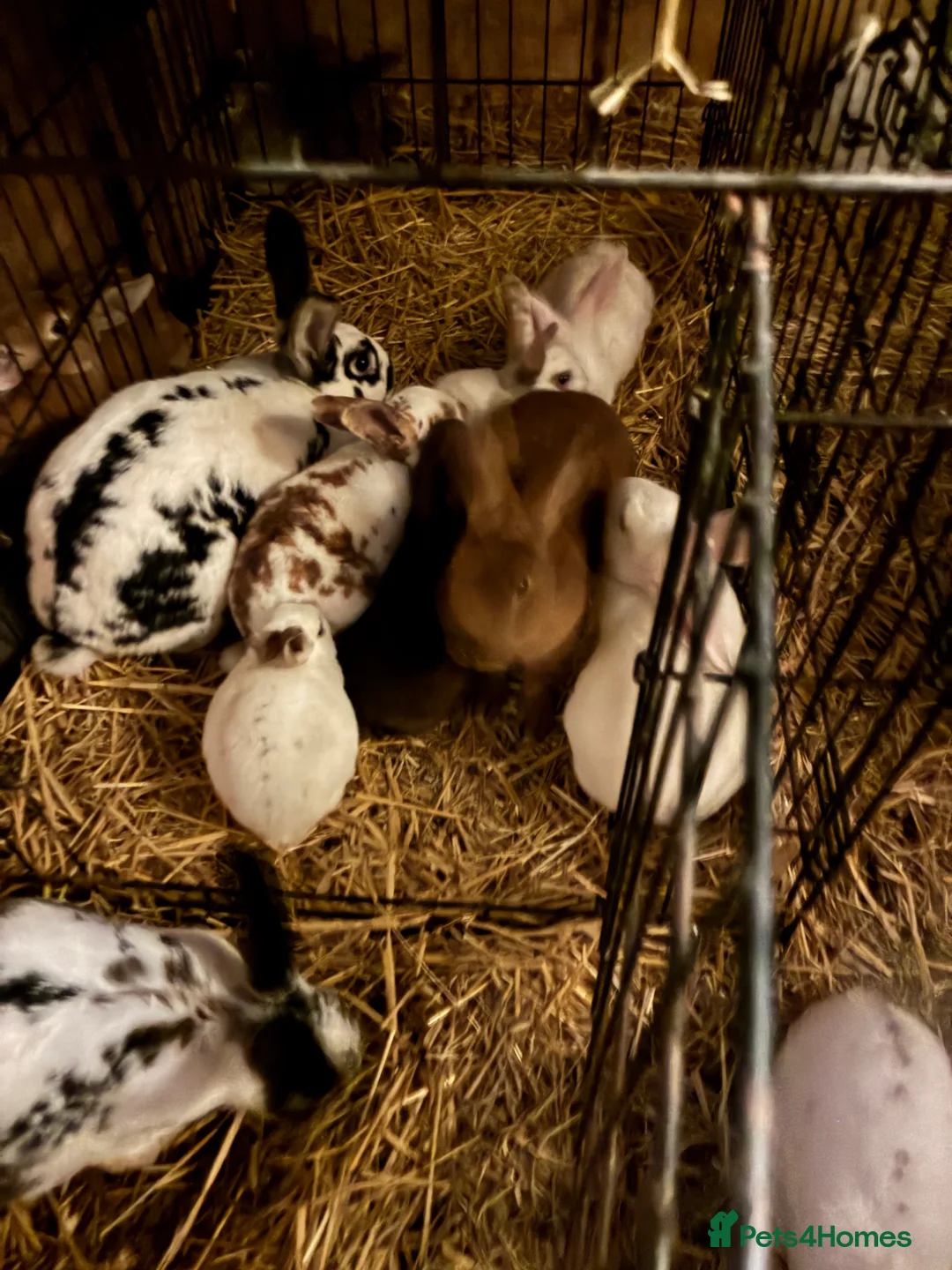 Rex rabbits for sale: Rex, velvet and mixed bunnies  - Advert 5