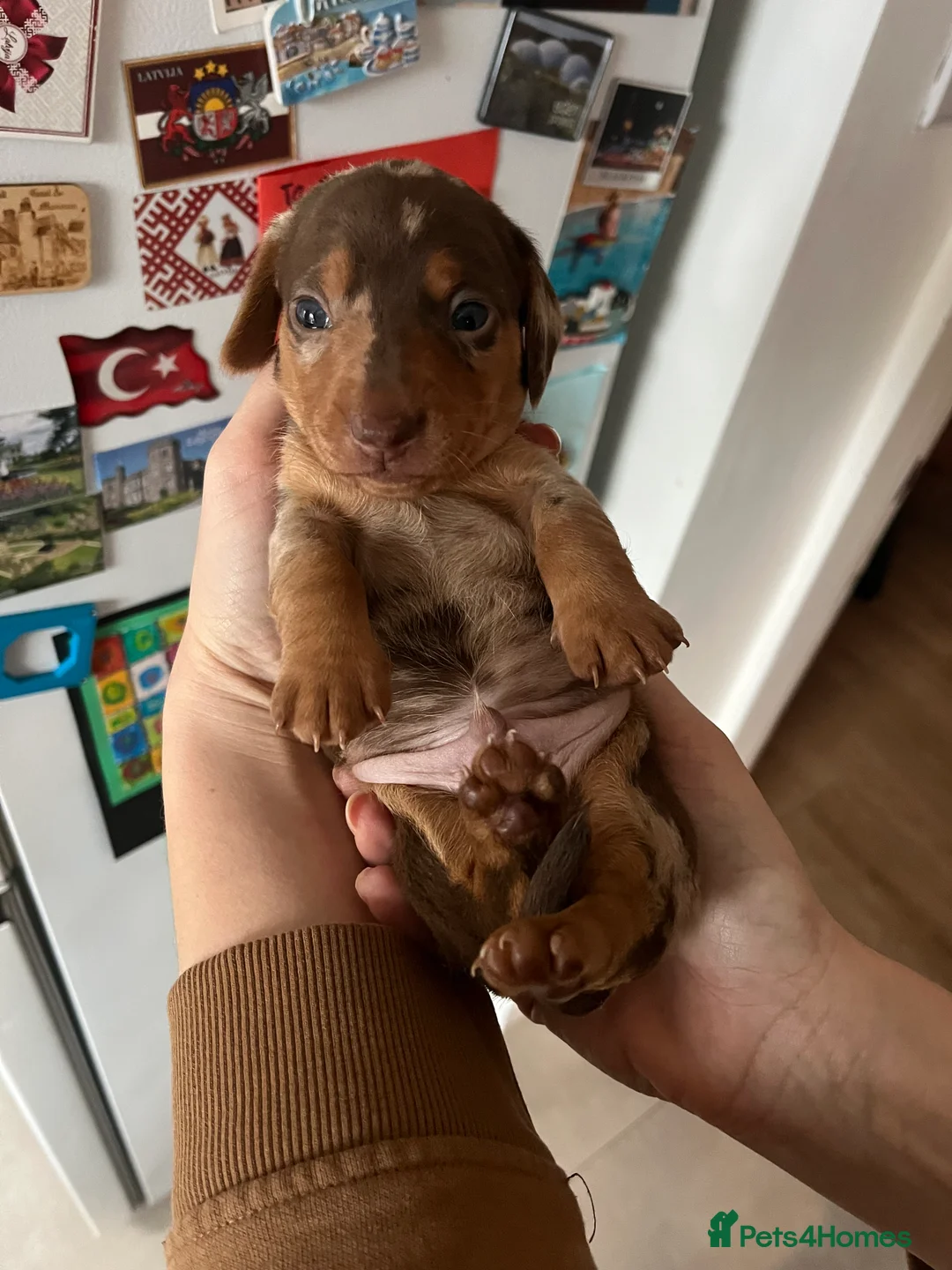Miniature Dachshund dogs for sale: Miniature dachshund (short haired) - Advert 20