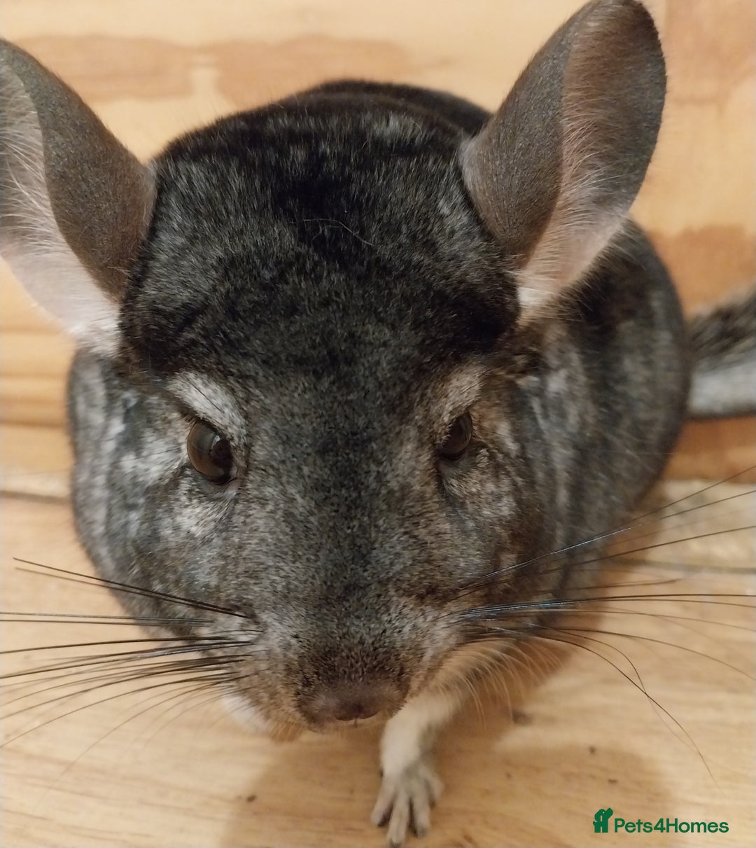 Chinchilla rodents for sale: Female chinchilla called Angel  - Advert 5