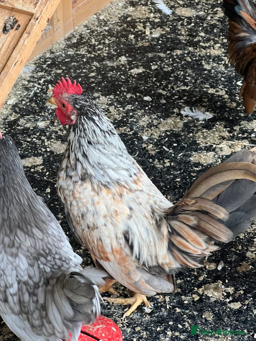 Chickens poultry for sale: 2 Serema cocks 3 months old - Advert 10